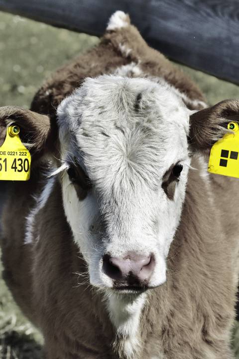 A calf with the stodt brand on its ears