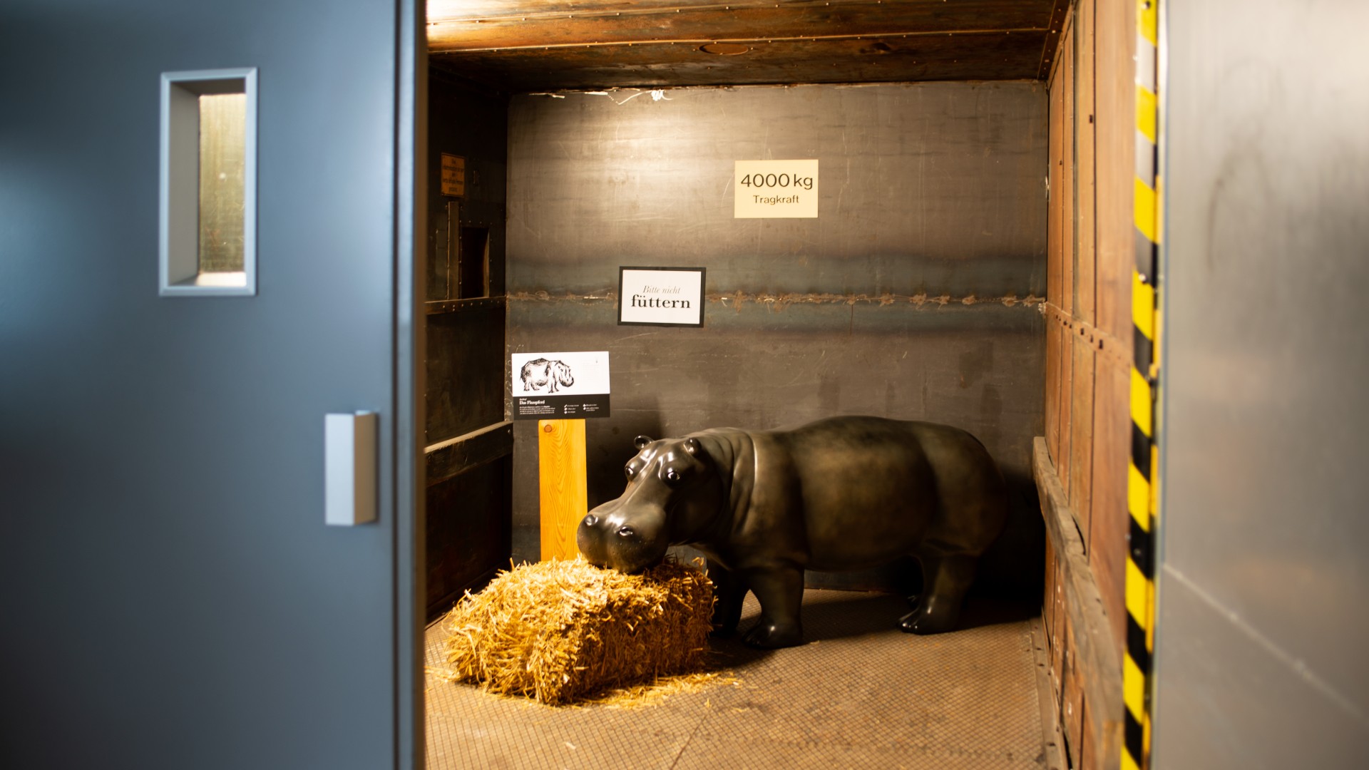 stodt hippo in the lift
