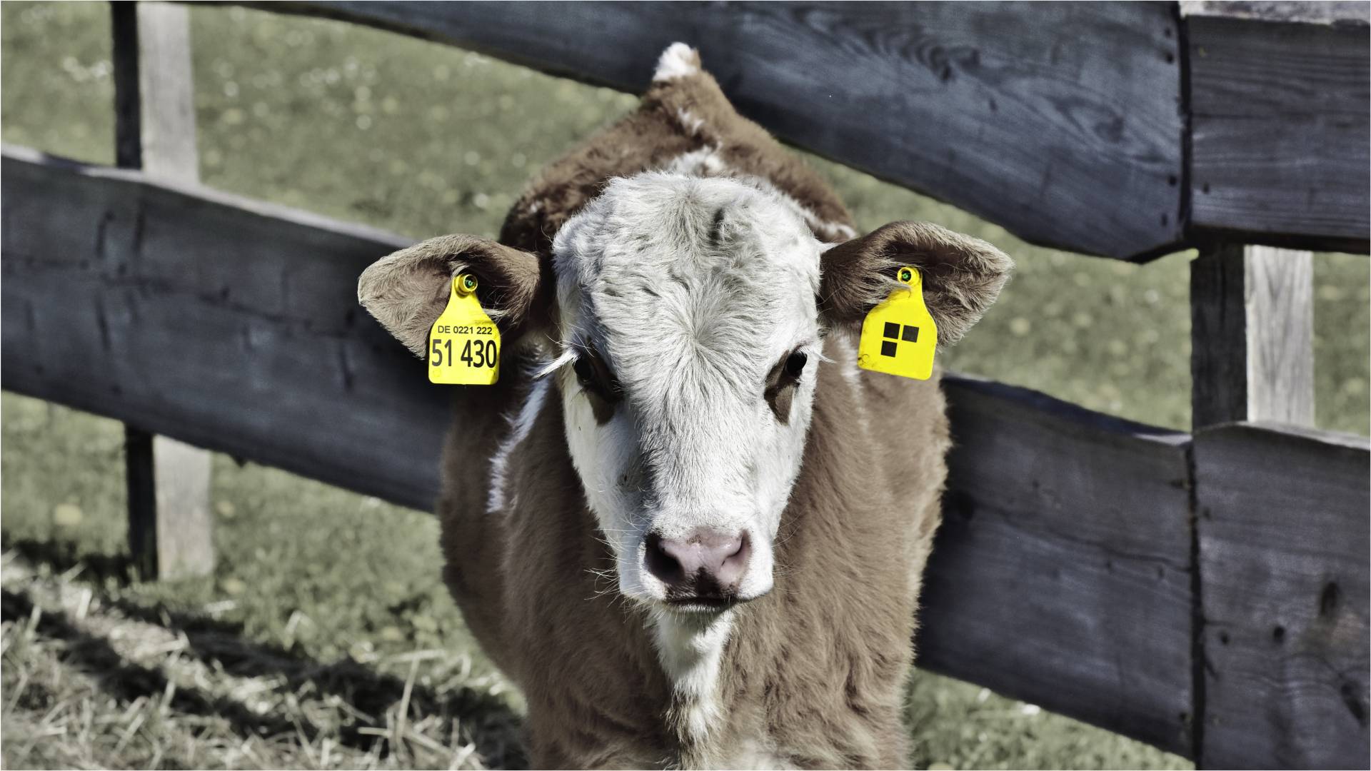 A calf with the stodt brand on its ears
