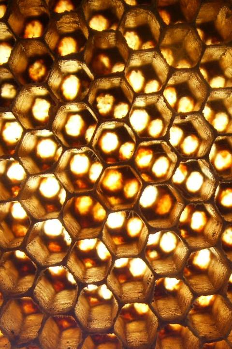 Golden honeycomb