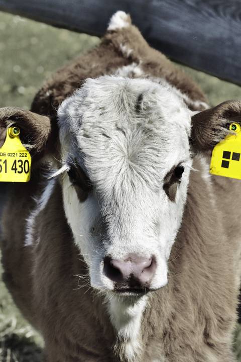 Ein Kalb mit stodt Marke im Ohr