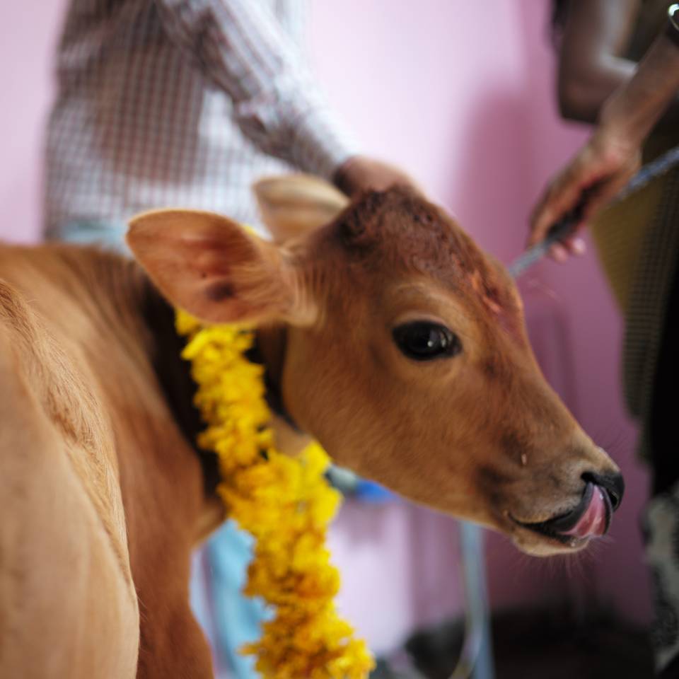 Fawn with flower garland