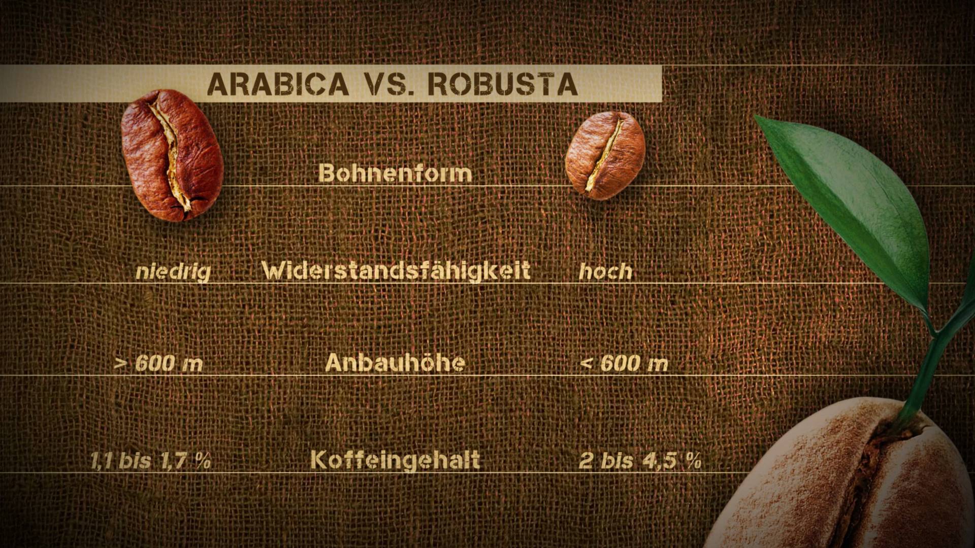Grafik Kaffeesortenvergleich Arabica vs. Robusta
